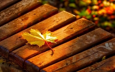 •⊰✿✿⊱• - nature, autumn leaf, autumn, other