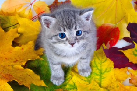 Kitty sitting on yellow leaves - yellow, sweet, leaves, fall, grey, autumn, sit, cute, adorable, little, Kitty, foliage