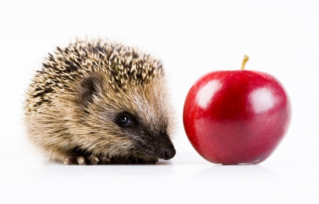 The hedgehog and the apple - hedgehog, white, animal, autumn, arici, red, fruit, cute, apple