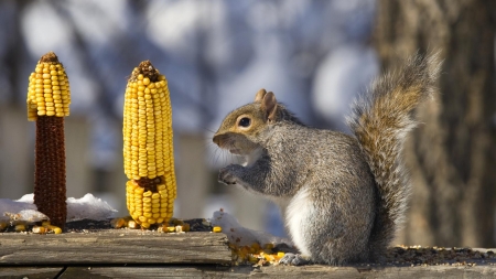 Squirrel - animal, yellow, corn, squirrel, veverita