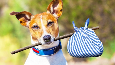 Homeless - white, caine, jack russell terrier, dog, homeless, blue, animal, funny