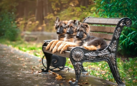 Puppies - caine, trio, puppy, dog, german shepherd, animal, bench, cute