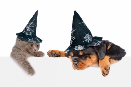 Wake up! It's Halloween! - funny, animal, cute, black, caine, puppy, halloween, cat, white, pisica, card, paw, couple, dog