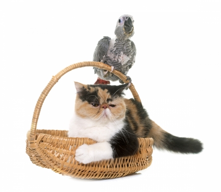 Friends - white, pisica, animal, bird, parrot, cat, basket