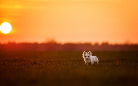 Beautiful Sunset - cute, puppies, dogs, animals