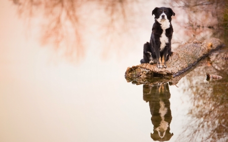 Barking Mad - dogs, cute, animals, border collie