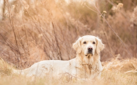 Beautiful - cute, labrador, dogs, animals