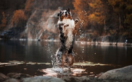 Clever Dog - dogs, cute, animals, border collie