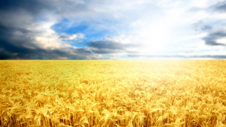 Harvest Ready - sky, autumn, fall, harvest, wheat, summer, grass, oats