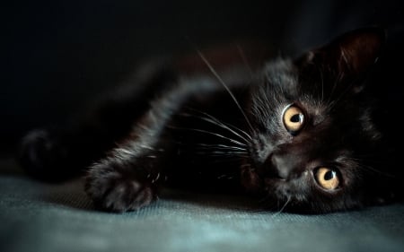 Black kitten - animal, black, cat, kitten