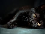 Black kitten