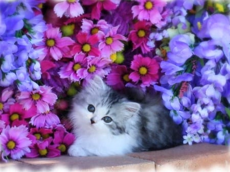 Purrfect view - flowers, garden, blue, kitten