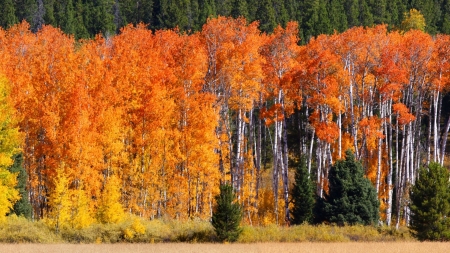 Autumn Forest - nature, autumn, trees, forest, birch, grove