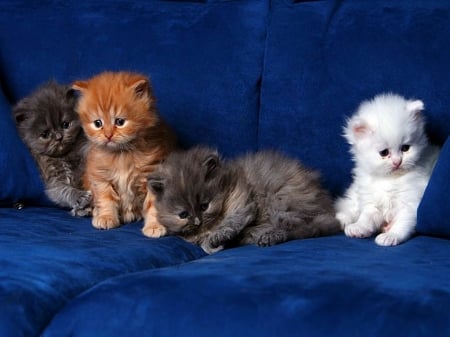 Four purrrfect kittens - five, pets, cute, kittens