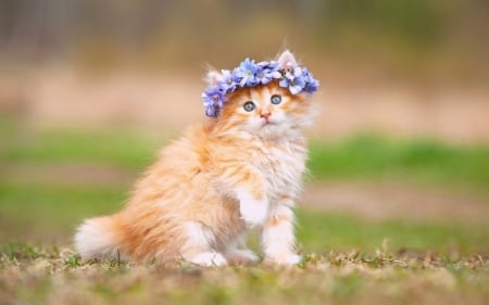 i,m so pretty - flowers, adorable, orange, kitten