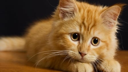 cute orange kitty - orange, playful, playing, kitten