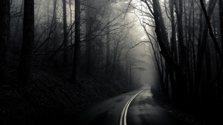 Monochrome Road - roads, nature, monochrome, forests