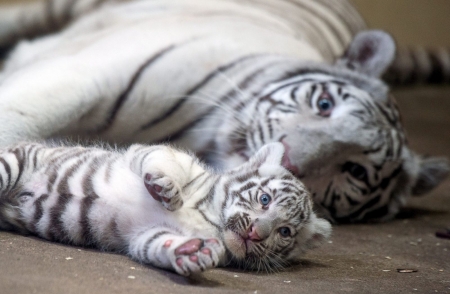 a mothers love - love, tiger, baby, beautiful white