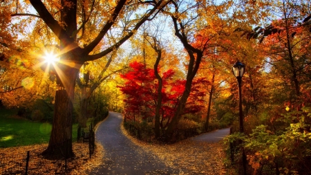 •⊰✿✿⊱• - trees, nature, walkway, autumn