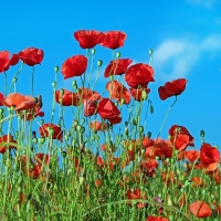 Poppy Meadow