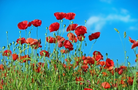 Poppy Meadow - nature, red, green, meadow, flowers, grass, poppies