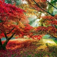 Bright Autumn Colors