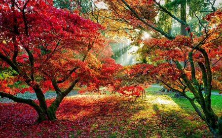 Bright Autumn Colors - Autumn, Sun, Tree, Nature