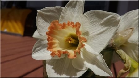 Daffodil in the sun - flower, daffodil, white yellow orange flower, beauty in the sun