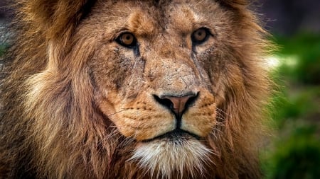 Lion - animal, predator, lion, face, wild, cat