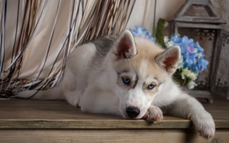 Husky - caine, puppy, dog, blue, animal, husky, cute, flower