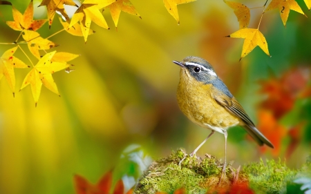 Bird - bird, yellow, autumn, red, pasare, orange, leaf