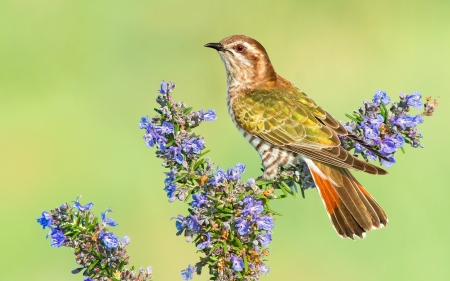 Bird - flower, pasare, bird, branch, blue, green