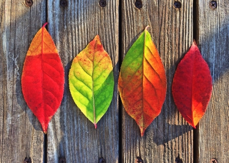 Happy Autumn! - autumn, green, wood, card, leaf