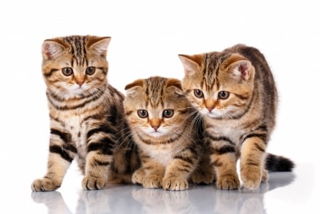 Kittens - white, pisica, animal, cute, kitten, cat, trio