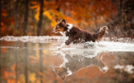 Reflections - dogs, cute, animals, border collie