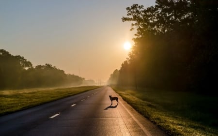 Highway Dog