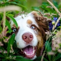 Excited collie in the grass