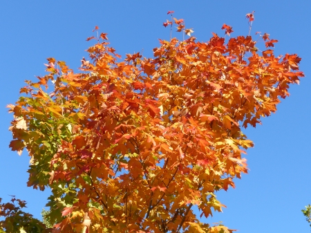 Maple - sky, autumn, maple, tree, colors, garden