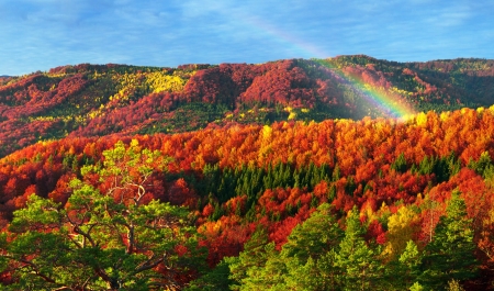 Autumn Forest - sky, valley, autumn, trees, ukraine, colorful, meadow, mountains, rocks, fall, view, outdoor, rainbow, hills, landscape, hll, rain, park, peak, gold, nature, forest, colors