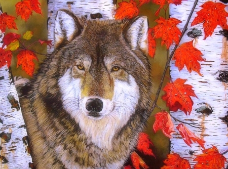 Eyes of Autumn - wolf, paintings, colors, fall season, leaves, wolves, forests, dogs, autumn, love four seasons, animals, wildlife