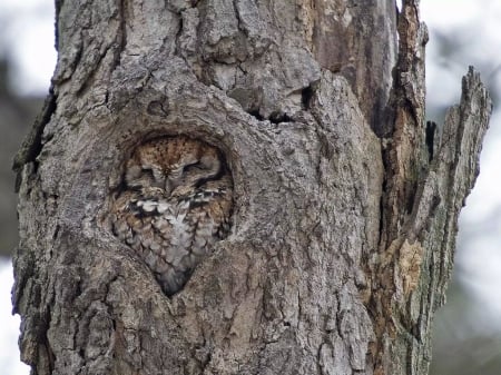 Cosy Cute Owl - owl, cozy, camouflage, tree