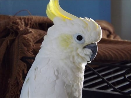 A better photo of Daffy-Doo - pet bird, lessor sulpher crested cockatoo, attitude incorporated, white cockatoo