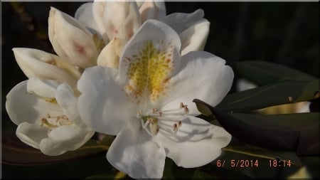 Summer Flowers - closeup photography, flowers, summer blooms, white an gold flowers