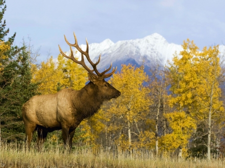 American Elk in Banff National Park, Alberta - fall, trees, nature, season, autumn, mountains, leaves