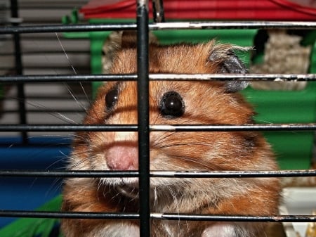 Hamster - hamster, cage, animals, rodents, small