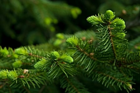 Spruce - Conifer - Nature, Tree, Needles, Green, Conifers