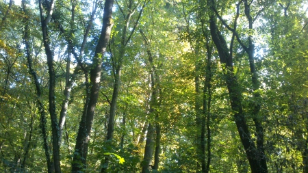 Under Leaves - sunshine, snapshot, trees, summertime, branch, photography, leaf, wood, green, sunny, midday, forrest, tree, real nature, photograph, branches, outside, day, park, summer, shining, nature, woods, daytime, leafs, leaves, photo