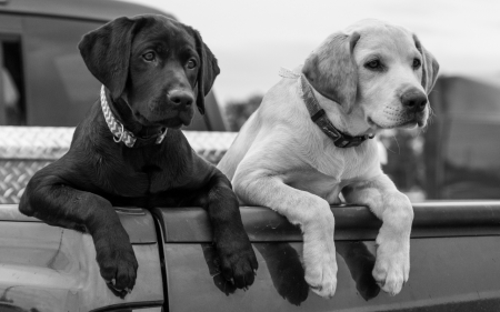 Two Labradors - cute, puppies, dogs, animals