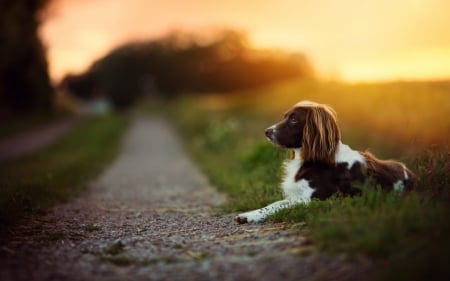 Waiting For My Friend - dogs, cute, animals, puppies