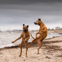 Dancing Dogs